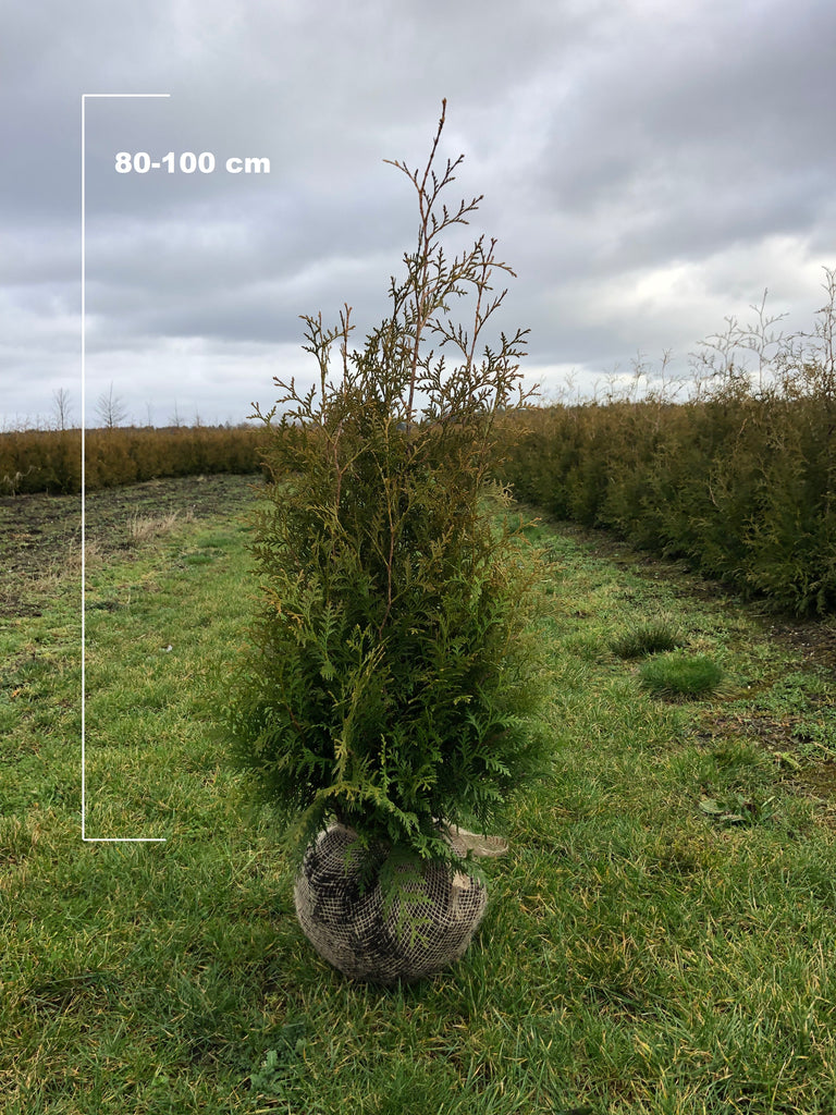 Conifeer 'Brabant' (Thuja occidentalis 'Brabant')