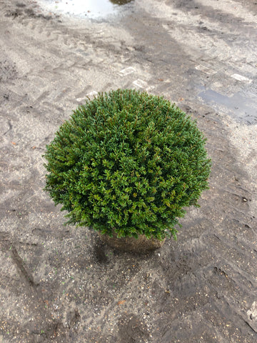 Taxus Baccata bol (diameter: 60-140 cm)