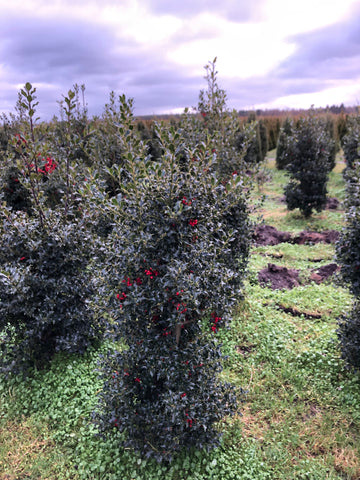 Hulst Alaska (Ilex aquifolium 'Alaska')
