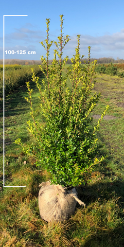 Japanse Hulst Kanehirae (Ilex Maximowicziana Kanehirae)