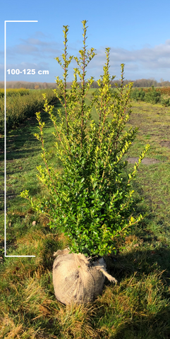 Japanse hulst Kanehirae (Ilex Maximowicziana Kanehirae)