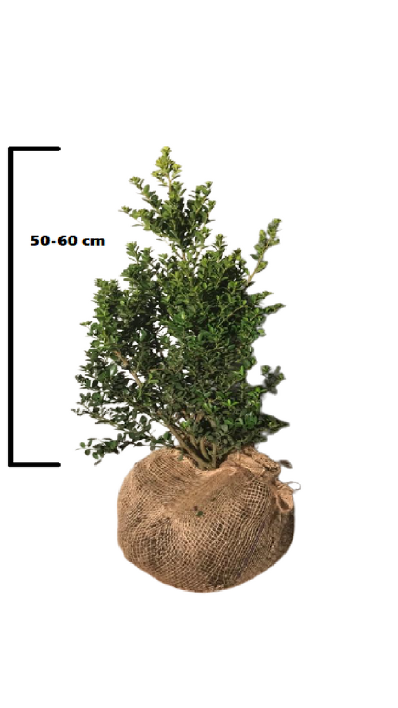 Japanse Hulst Green Hedge (Ilex crenata 'Green Hedge')