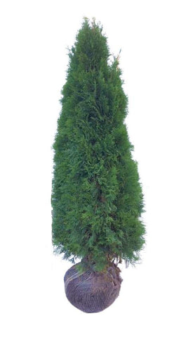 Westerse levensboom Smaragd (Thuja occidentalis 'Smaragd') - Plant Delivery