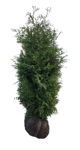 Westerse levensboom Brabant (Thuja occidentalis 'Brabant') - Plant Delivery