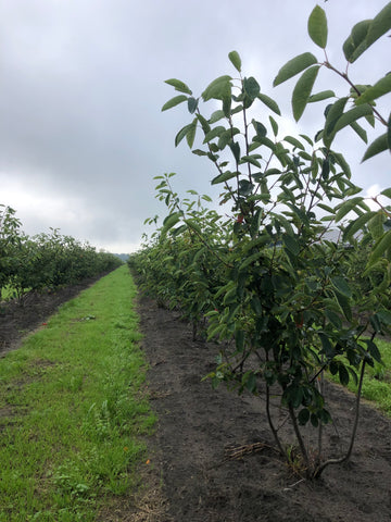 Meerstammige krentenboom (Amelanchier lamarckii)