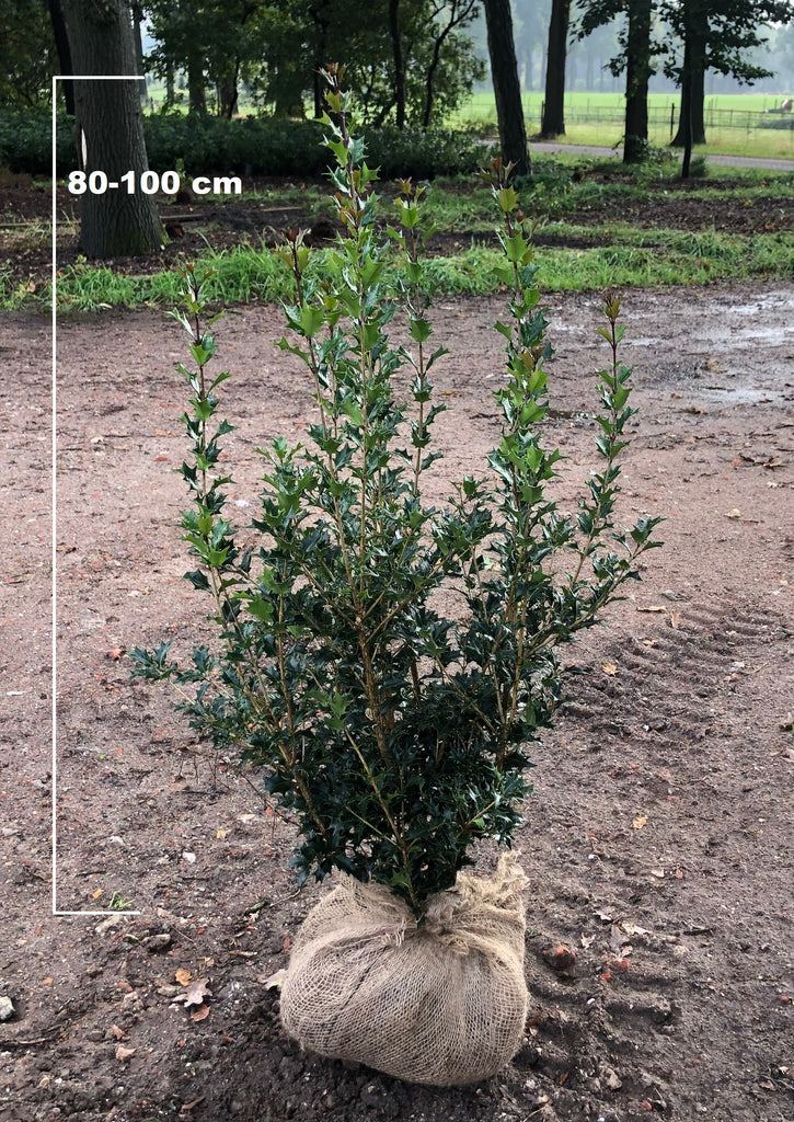 Osmanthus heterophyllus