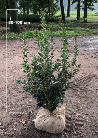 Osmanthus heterophyllus