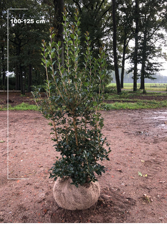 Osmanthus heterophyllus