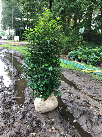 Portugese laurier (Prunus lusitanica 'Angustifolia')