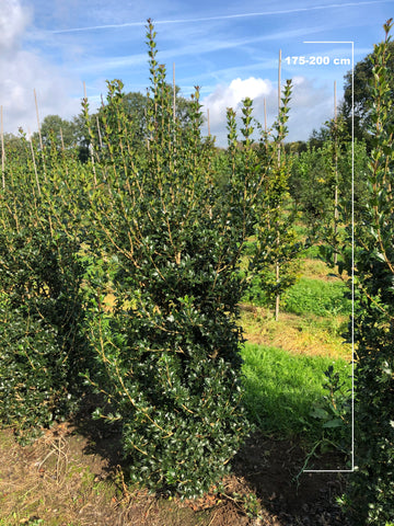 Osmanthus heterophyllus