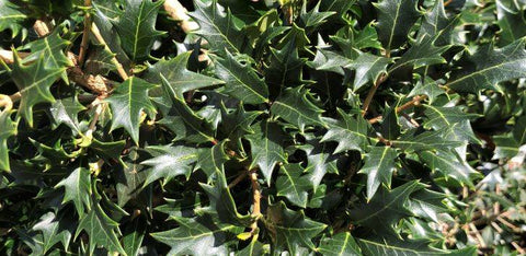 Osmanthus heterophyllus