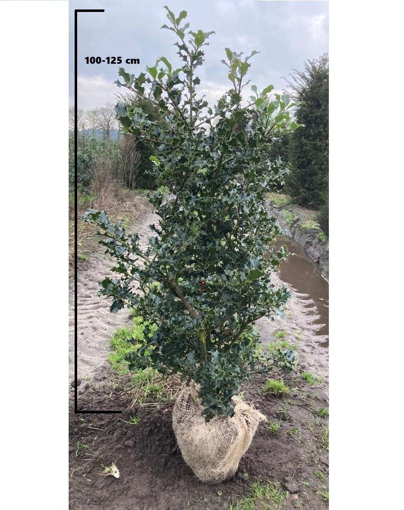 Gewone hulst (Ilex aquifolium)