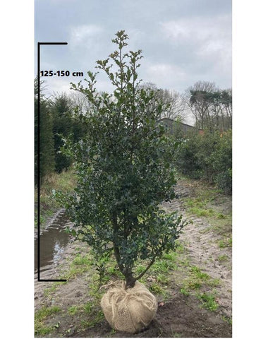 Gewone hulst (Ilex aquifolium)