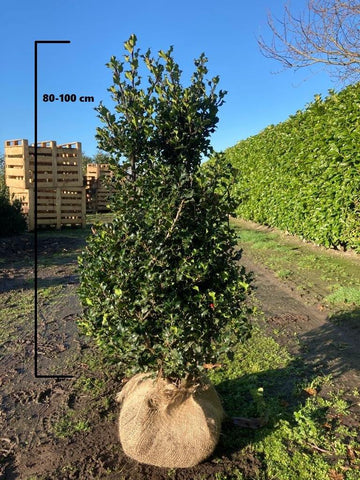 Hulst Blue Angel (Ilex meserveae 'Blue Angel')