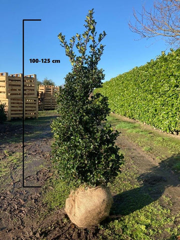 Hulst Blue Angel (Ilex meserveae 'Blue Angel')