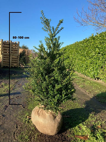 Japanse Hulst Convexa (Ilex crenata 'Convexa')