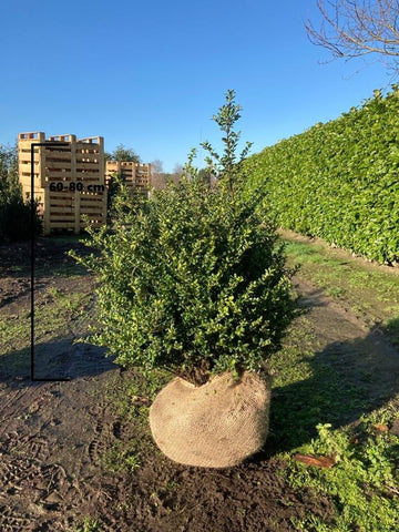 Japanse Hulst Convexa (Ilex crenata 'Convexa')