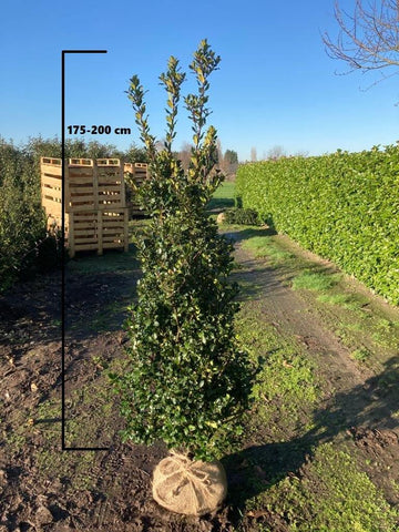 Hulst Blue Prince (Ilex meserveae 'Blue Prince')