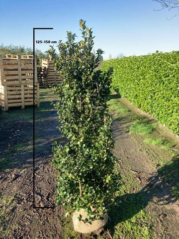 Hulst Blue Prince (Ilex meserveae 'Blue Prince')