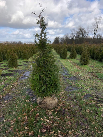 Conifeer Excelsa (Thuja plicata 'Excelsa')
