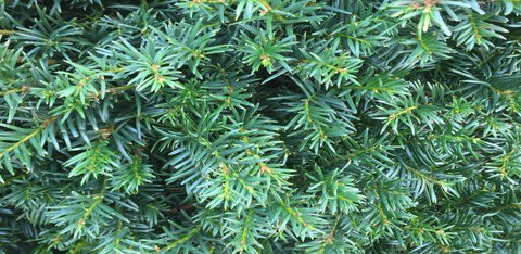 Taxus Baccata