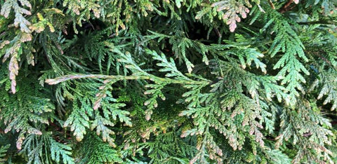Conifeer Excelsa (Thuja plicata 'Excelsa')