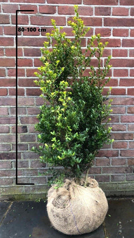 Japanse Hulst Green Hedge (Ilex crenata 'Green Hedge')