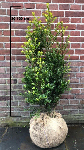 Wanneer kan ik beter geen haag planten? - Hedgy Haagplanten Wanneer kan ik beter geen haag planten? - Hedgy Haagplanten