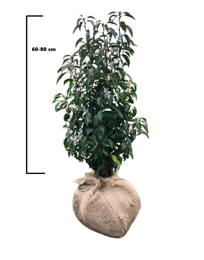 Portugese laurier (Prunus lusitanica 'Angustifolia')