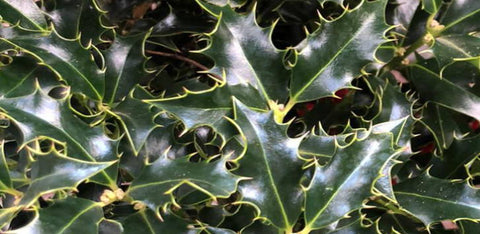 Hulst Alaska (Ilex aquifolium 'Alaska')
