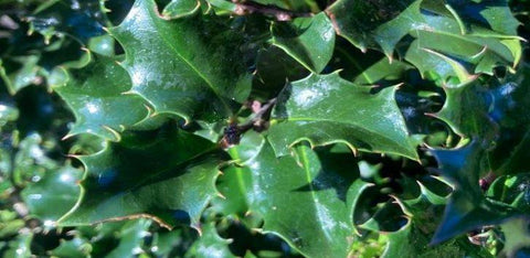 Hulst Blue Angel (Ilex meserveae 'Blue Angel')