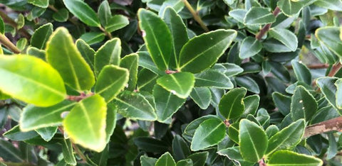 Japanse Hulst Kanehirae (Ilex Maximowicziana Kanehirae)