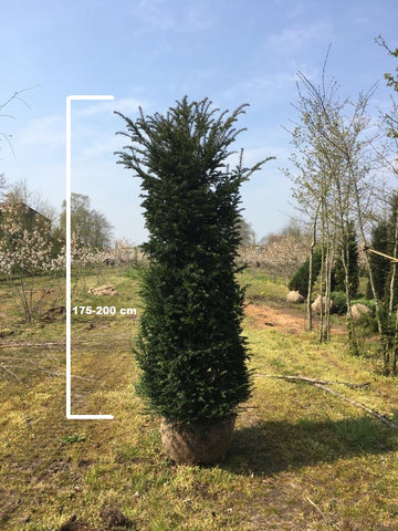 Taxus Baccata