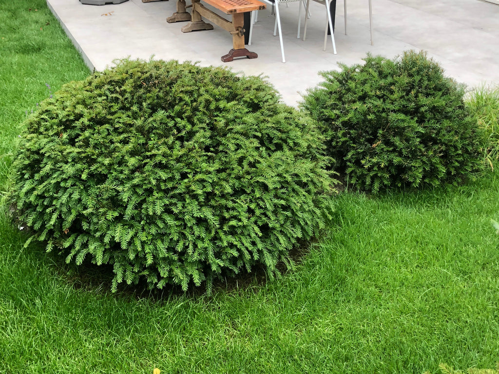 Taxus Baccata bol (diameter: 60-140 cm)