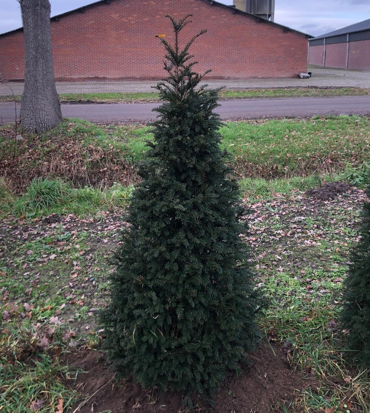 Taxus Baccata kegel – Plant Delivery