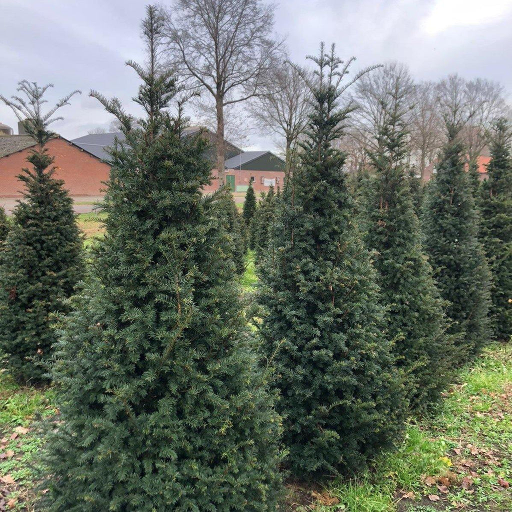 Taxus Baccata kegel