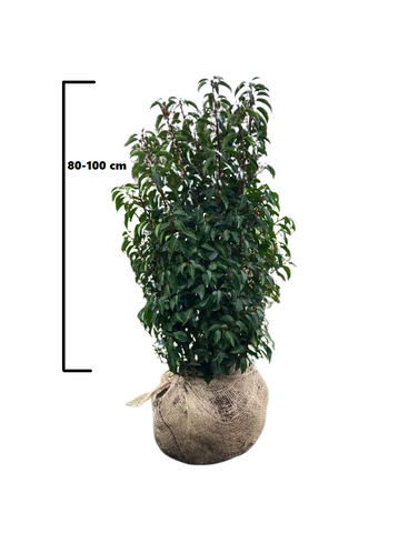 Portugese laurier (Prunus lusitanica 'Angustifolia')
