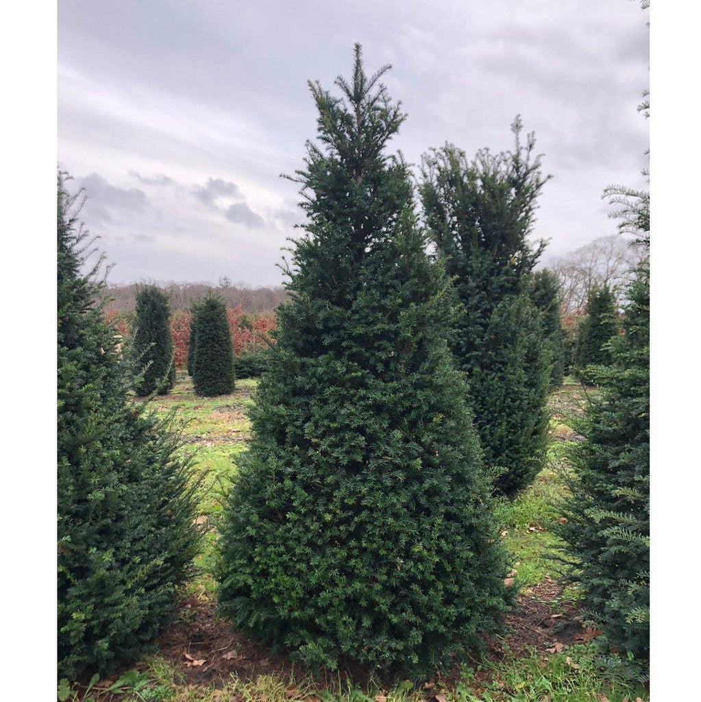 Taxus Baccata piramide