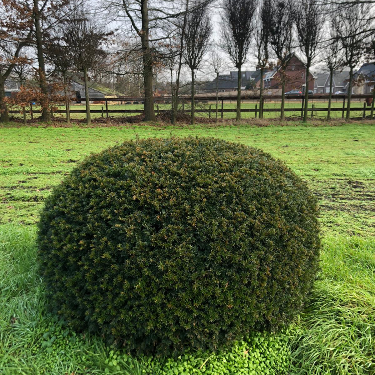 Taxus Baccata platte bol