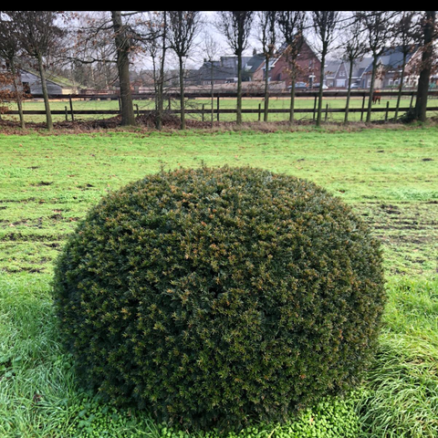 Taxus Baccata platte bol