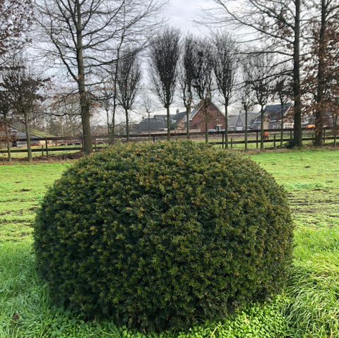 Taxus Baccata platte bol