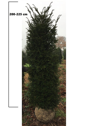 Taxus Baccata