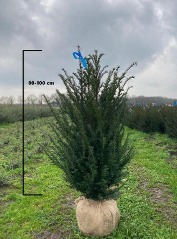 Taxus Baccata