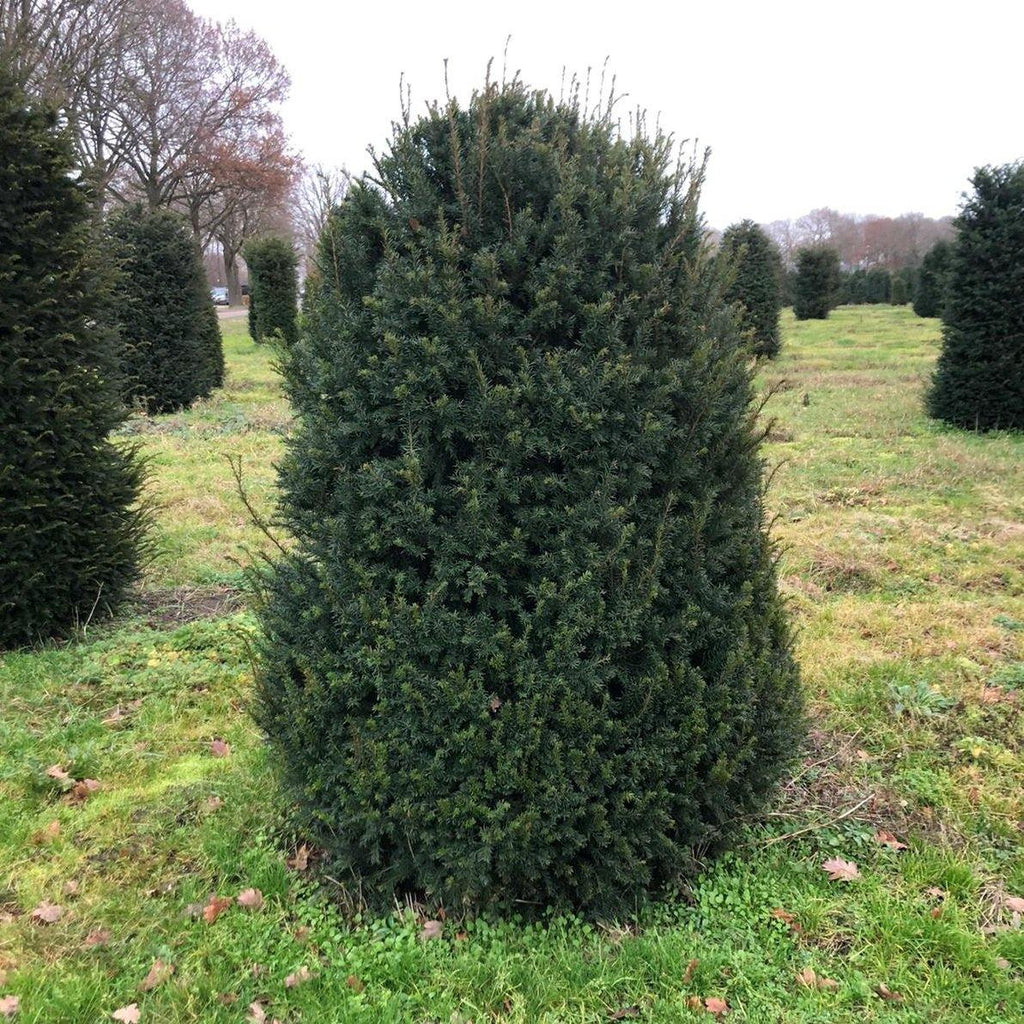 Taxus Baccata bijenkorf